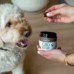 CBG tincture for Dogs